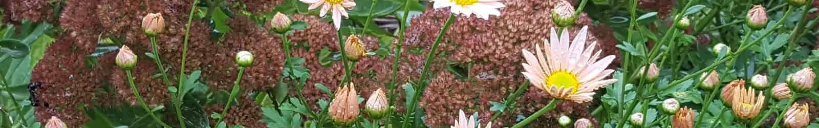 UNC Charlotte Botanical Gardens Fall Plant Sale