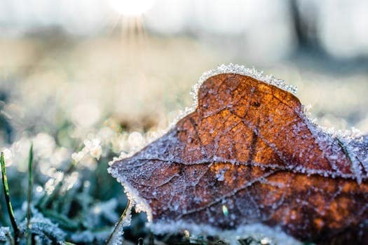 Covered leaf in a garden scene, promoting native fruit tree planting event.
