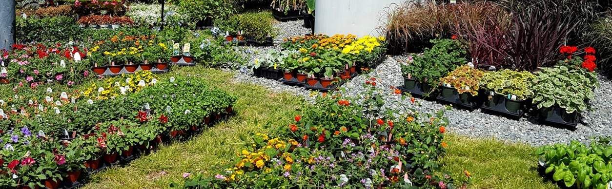 Beautiful garden beds with colorful flowers at UNCC Botanical Gardens.