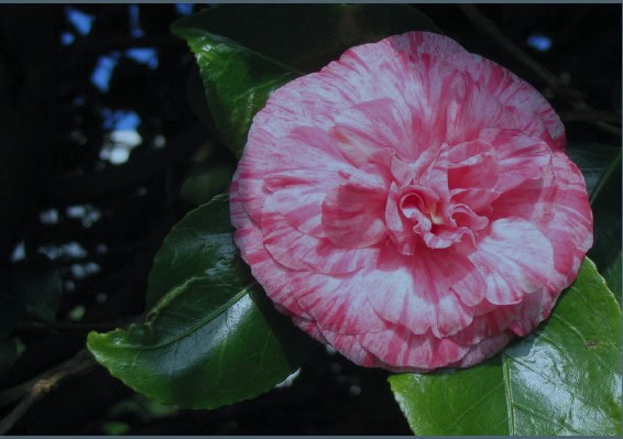Pink camellia flower with green leaves, showcasing garden beauty.