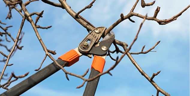 Pruning shears cutting tree branches during a Charlotte Garden Club workshop.