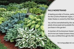 Lush green hosta plants in a garden setting, showcasing vibrant foliage.