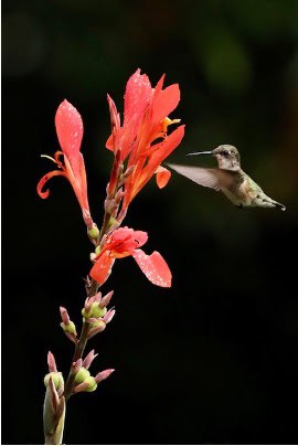 Hummingbird visiting vibrant orange flowers in a garden setting.