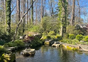 Tranquil garden stream with lush greenery and rocks, part of Charlotte Garden Club's outdoor garden.