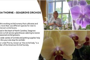 Beautiful purple and yellow orchids at Charlotte Garden Club event.