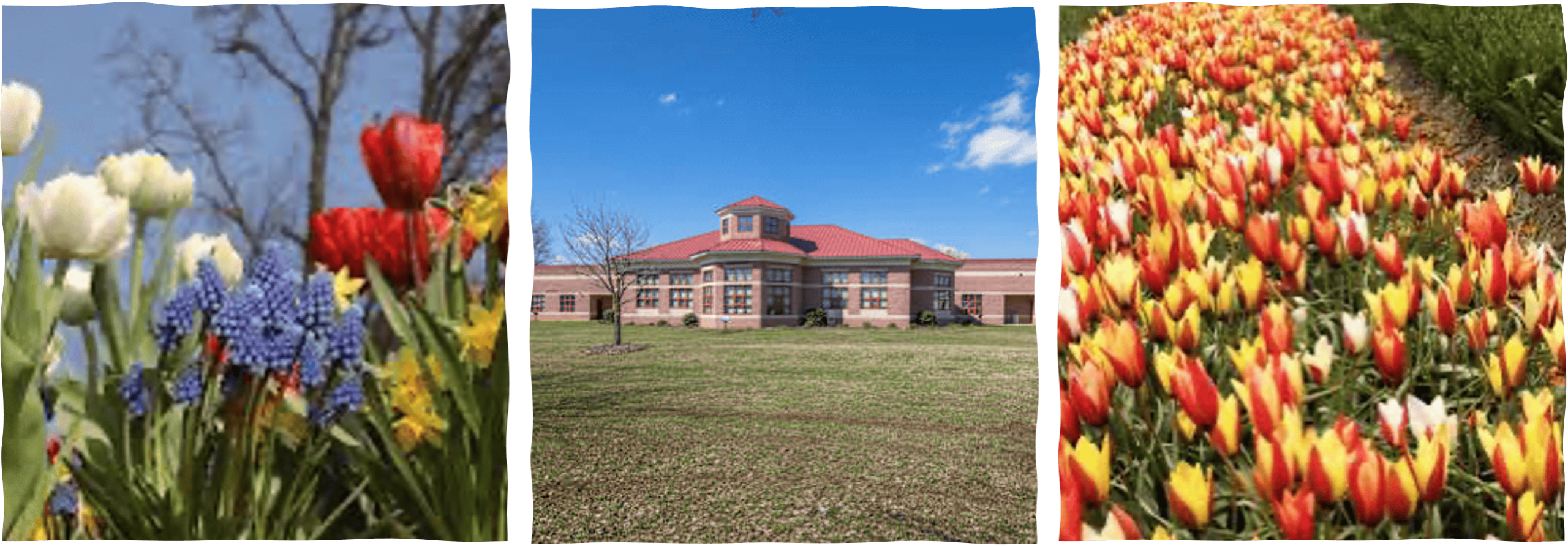 Beautiful spring bulbs blooming in a garden during fall planting season.